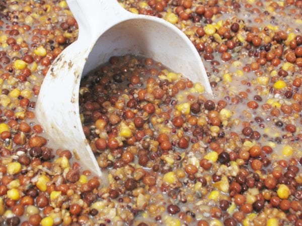Apex Baits High Protein Maple Maize Spod or Bait Boat Mix