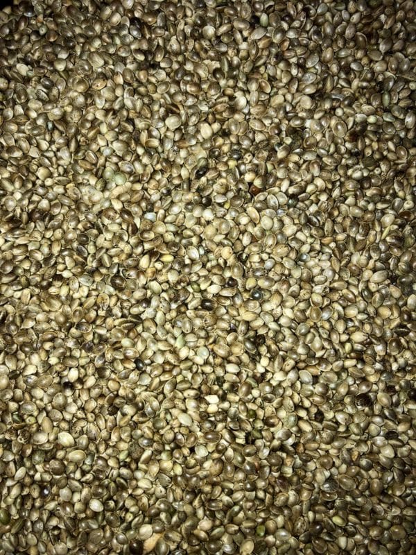 Apex baits uncooked hemp seed