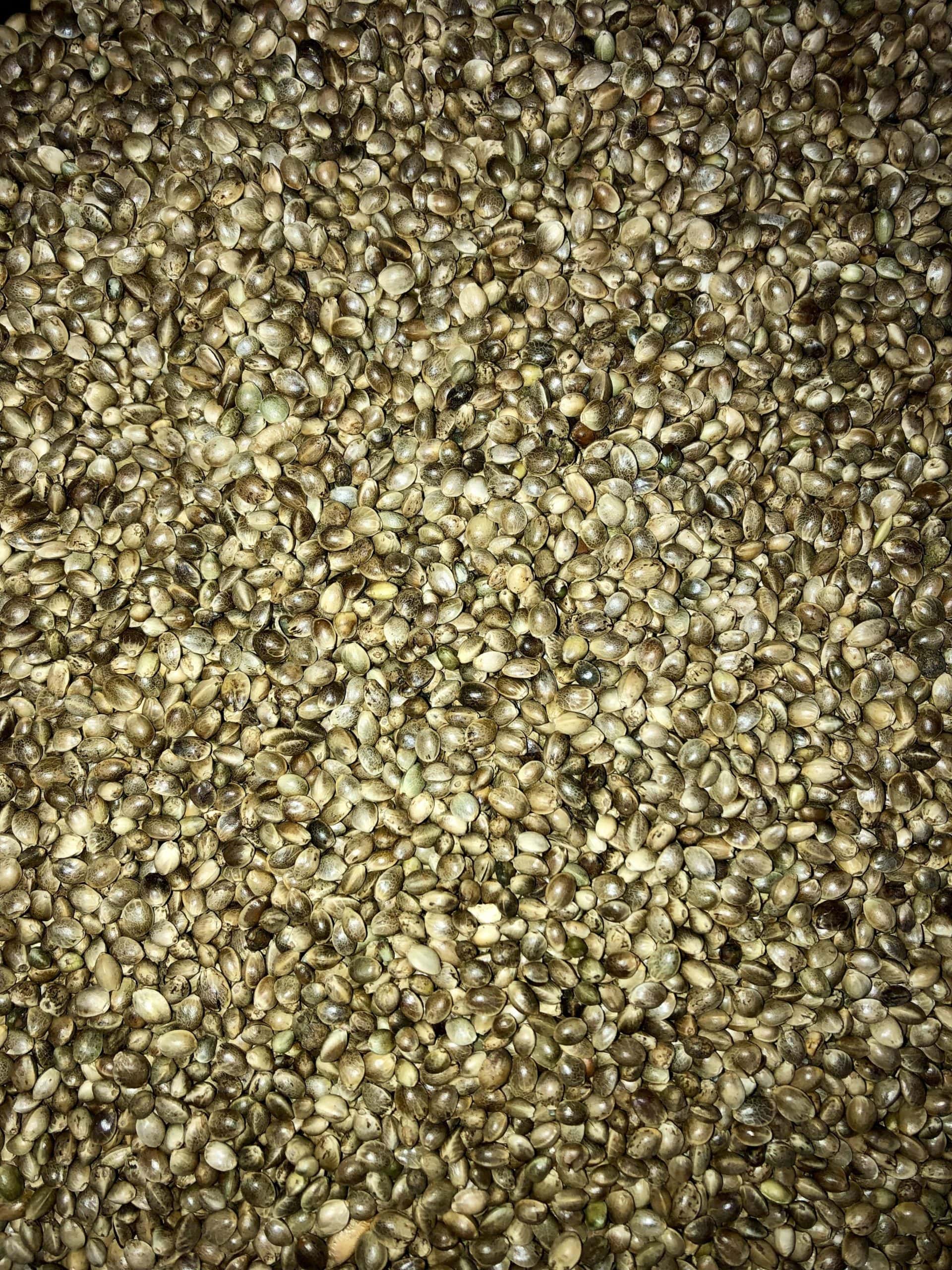 Apex_Baits_Uncooked_Hemp_Seed Apex baits uncooked hemp seed